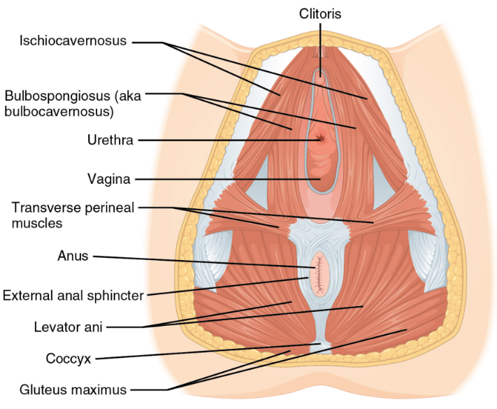 Resultado de imagen de perineal