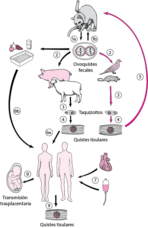 Ciclo vital de <i >Toxoplasma gondii</i>